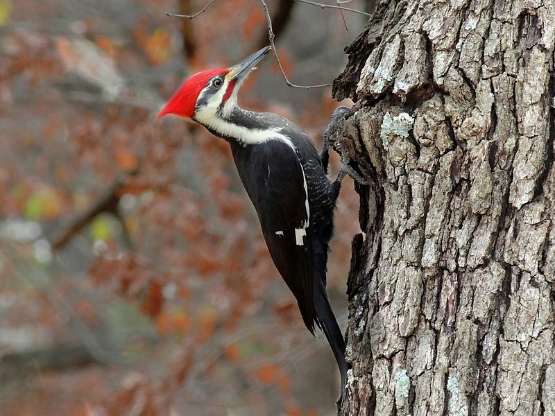 Pileated Woodpecker - Photo by Josh Laymon