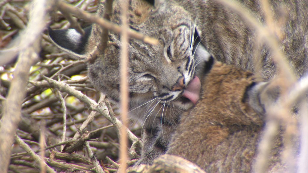 Babe the bobcat grooms one of her kittens.
