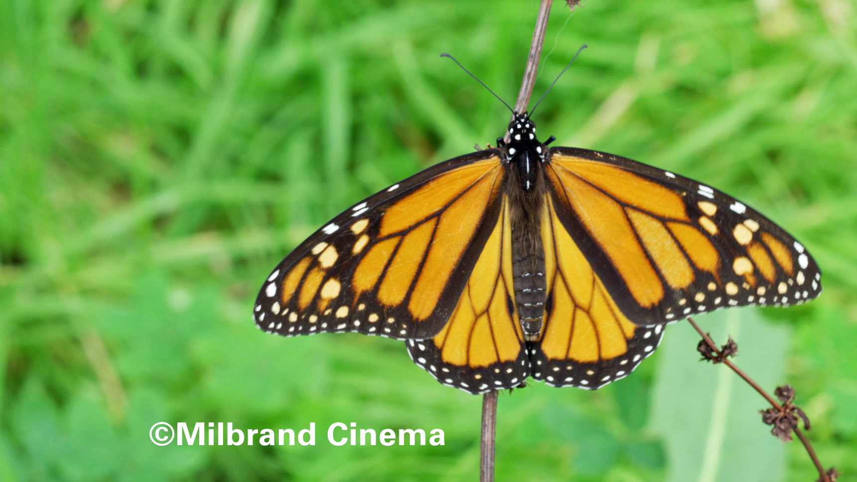 Monarch Butterfly Milbrand Cinema